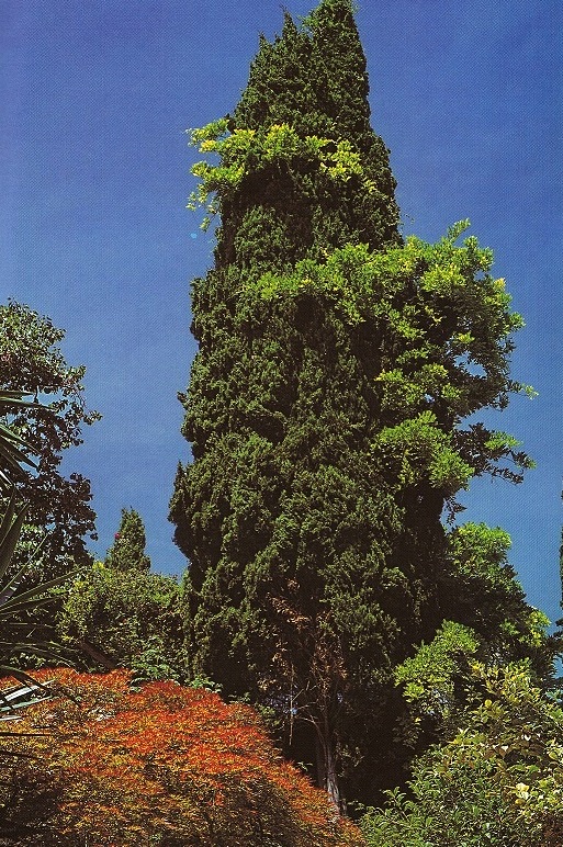 Acer palmatum, Wisteria sinensis che si arrampica su Cupressus sempervirens (ph. ∏Simone Sciutto)