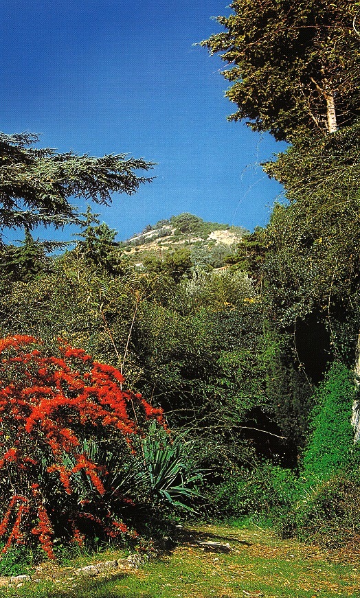 Autunno ai Giardini Hanbury con Cotoneaster  (ph. ∏Simone Sciutto))