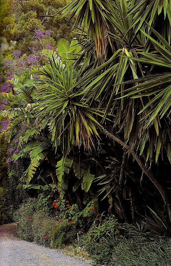 Estate ai Giardini Hanbury con Jacaranda mimosifolia (ph. ∏Simone Sciutto))