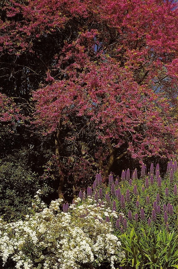 Primavera ai Giardini Hambury con Cercis siliquastrum (carminio), Spiraea catoniensis (bianco), Echium fastuosum (blu) (ph. ∏Simone Sciutto)